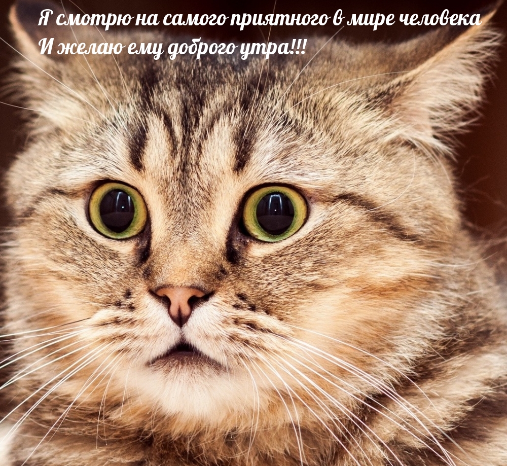 Самому приятному человеку в пире — доброго утра!