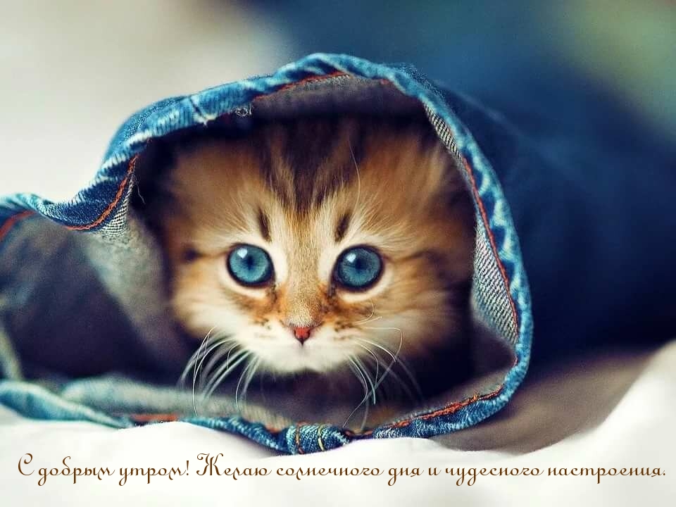 Желаю солнечного дня и чудесного настроения!