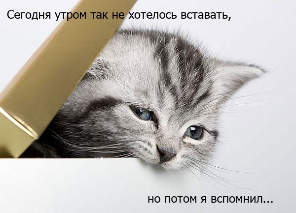 Сегодня утром так не хотелось вставать, но потом я вспомнил