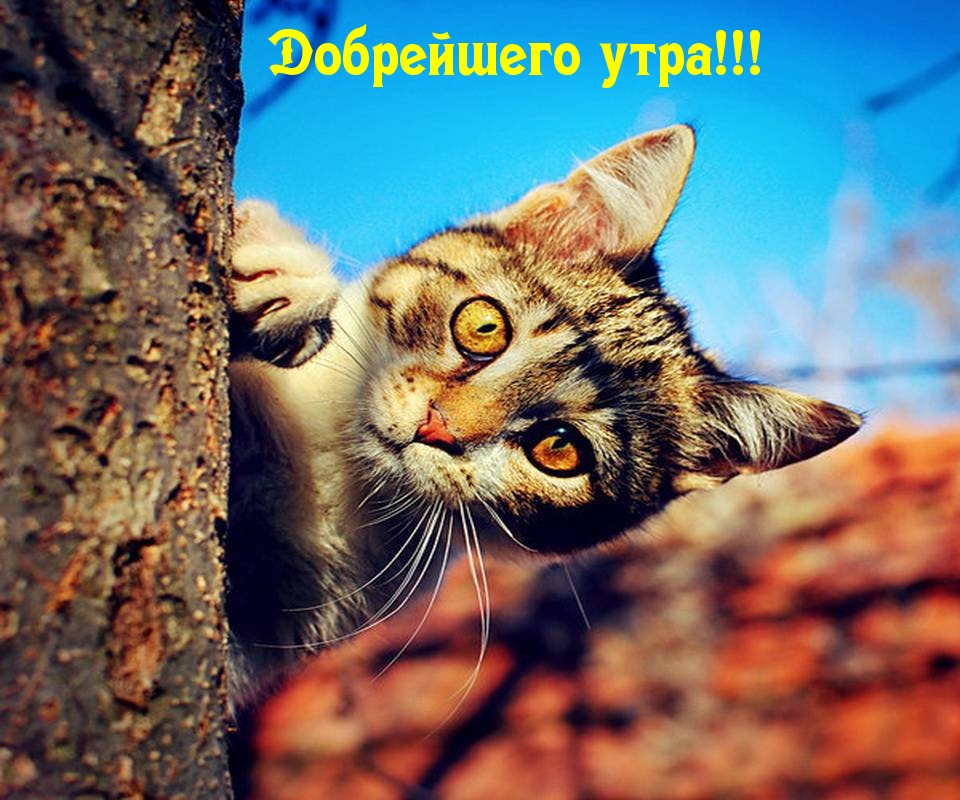 Добрейшего утра!
