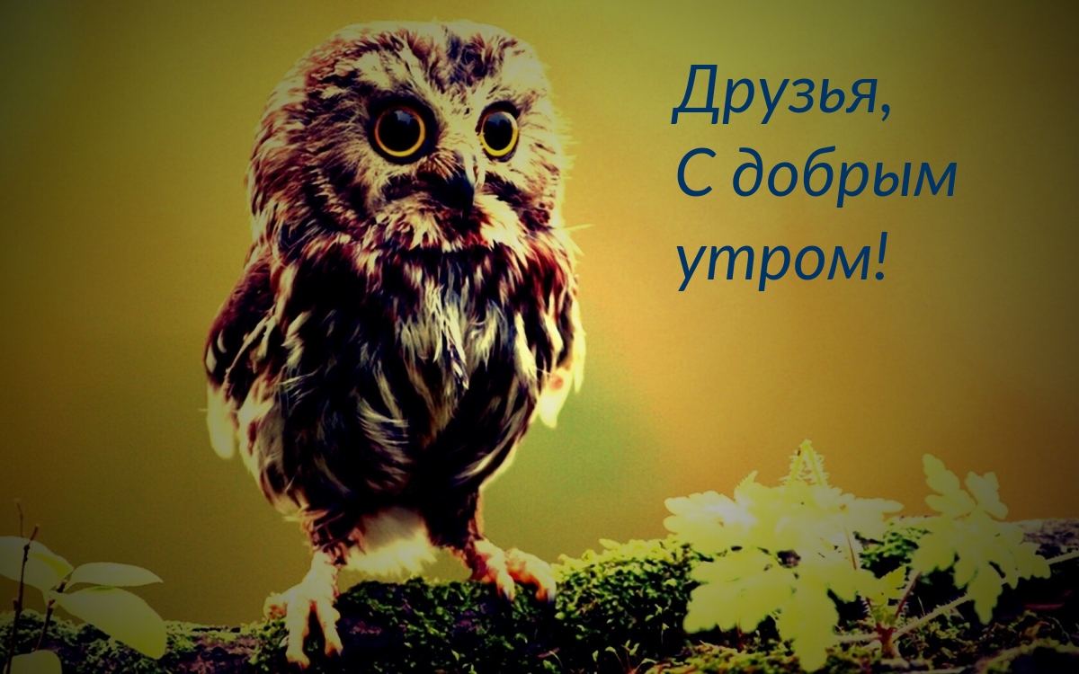 Друзья, С добрым утром!