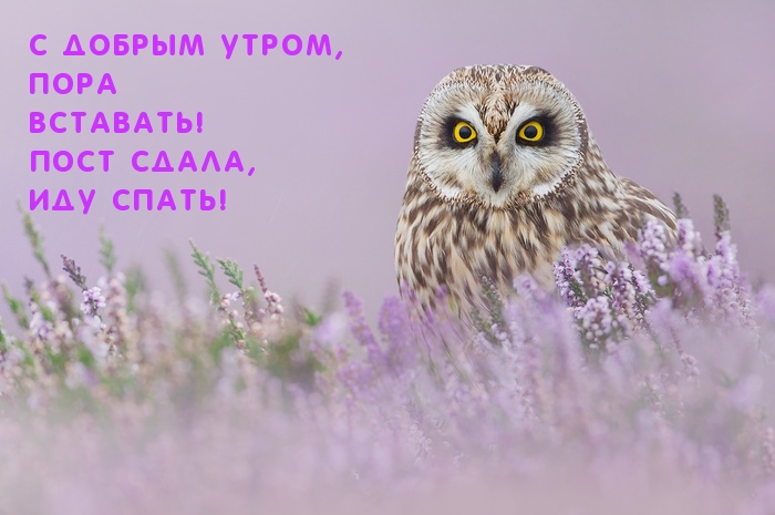 Пора вставать! Пост сдала, иду спать!