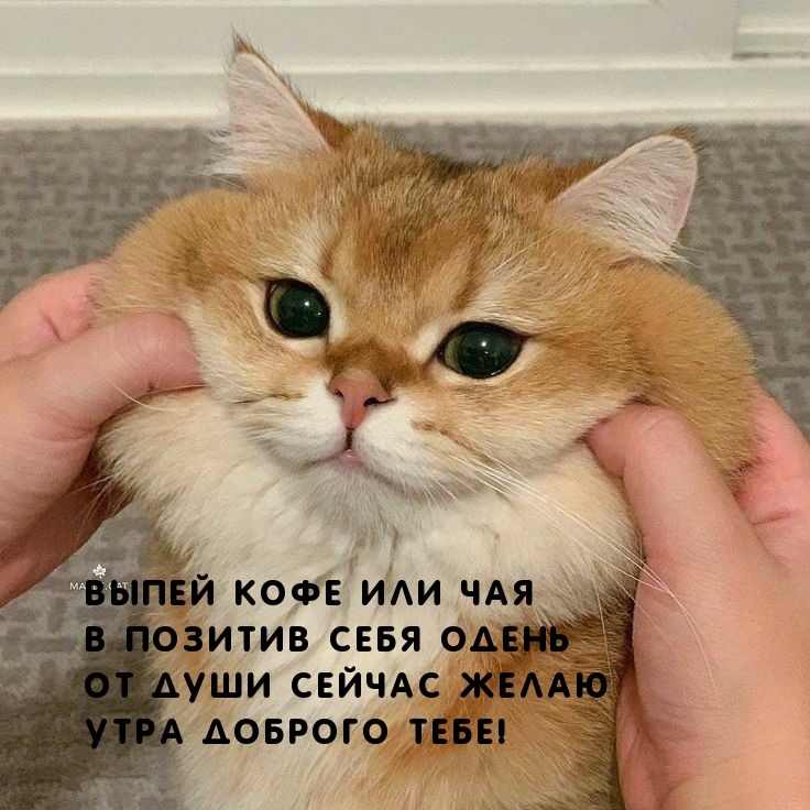 Выпей кофе или чая, в позитив себя одень!