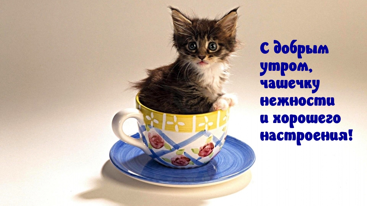 С добрым утром, чашечку нежности?