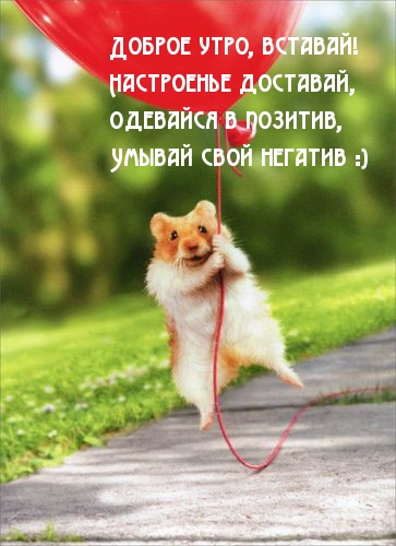 Доброе утро, вставай! Настроенье доставай!