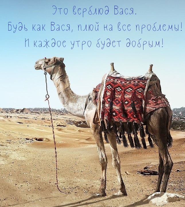 Плюй на все проблемы! И каждое утро будет добрым!