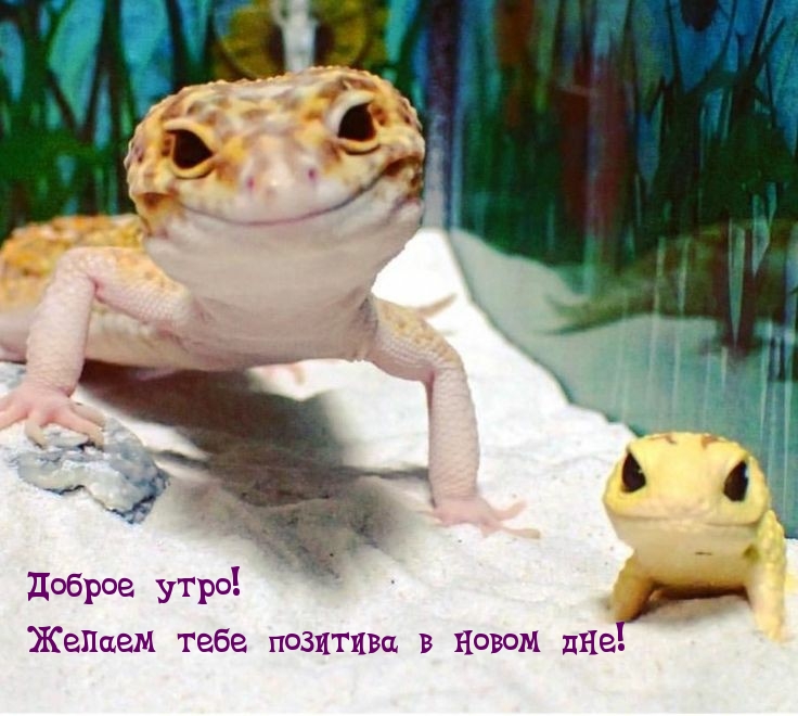 Доброе утро! Желаем тебе позитива в новом дне!