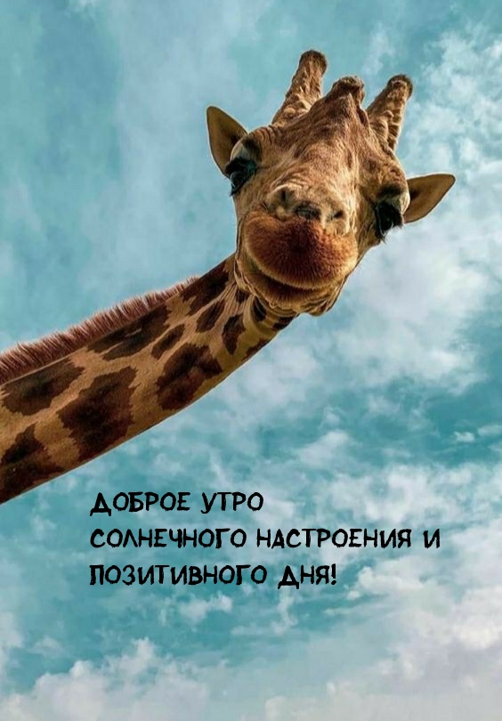 Доброе утро! Солнечного настроения и позитивного дня!