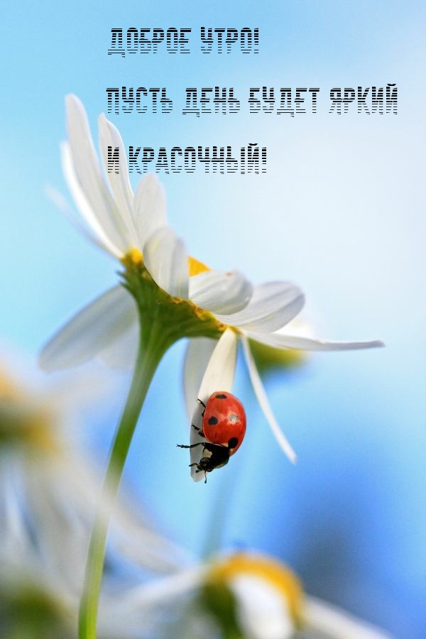 Доброе утро! Пусть день будет яркий и красочный!