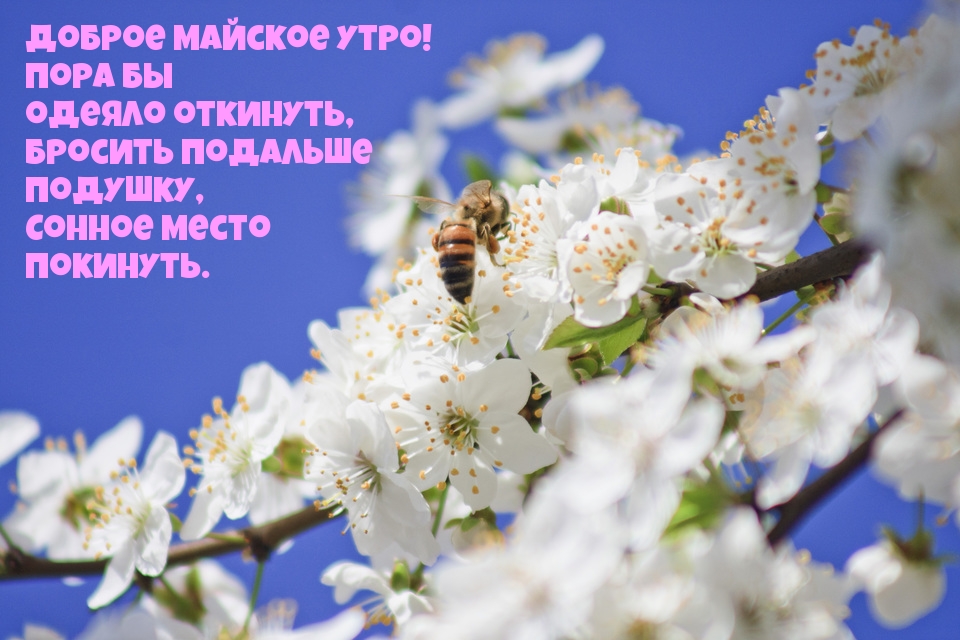 Доброе майское утро! Пора бы одеяло откинуть!