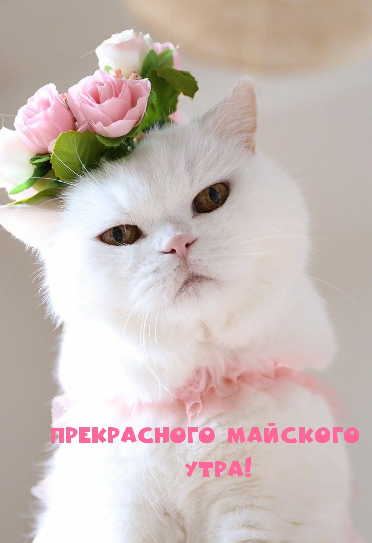 Прекрасного майского утра!