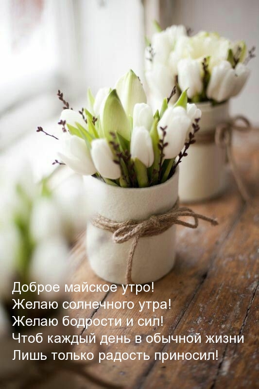 Доброе майское утро! Желаю бодрости и сил!