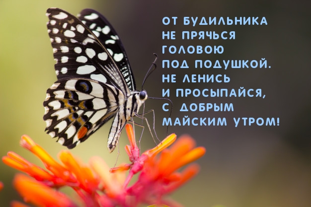 С добрым майским утром! Не ленись и просыпайся