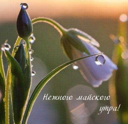 Нежного майского утра!