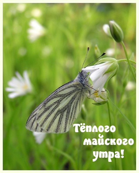 Тёплого майского утра!
