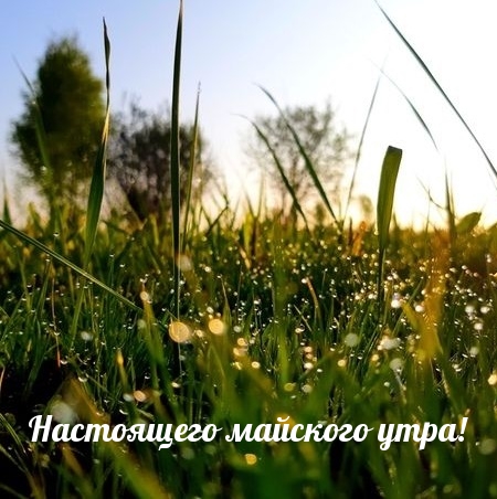 Настоящего майского утра!