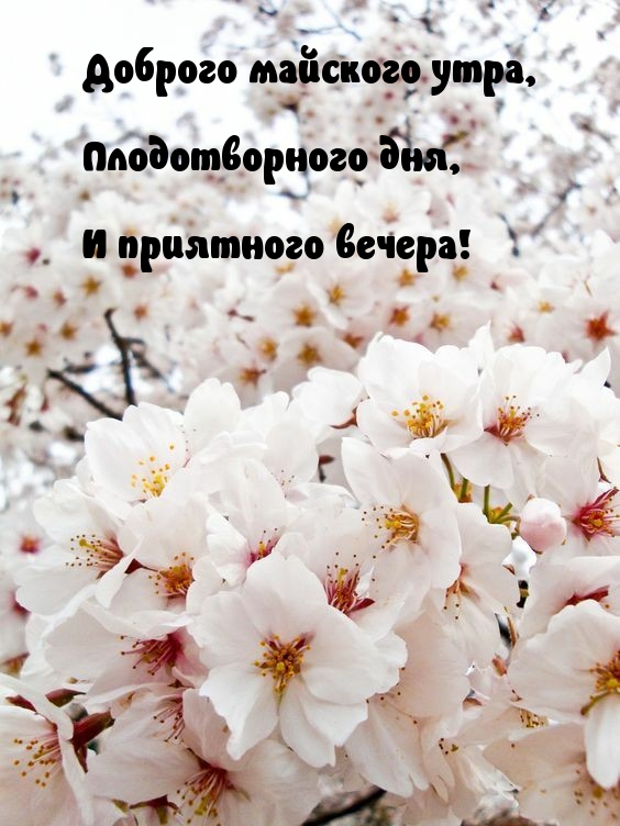 Доброго майского утра, плодотворного дня!
