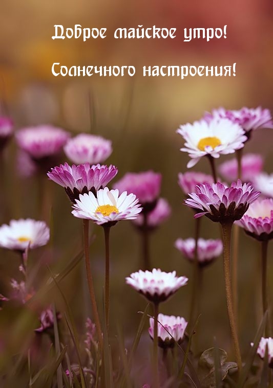 Доброе майское утро! Солнечного настроения!