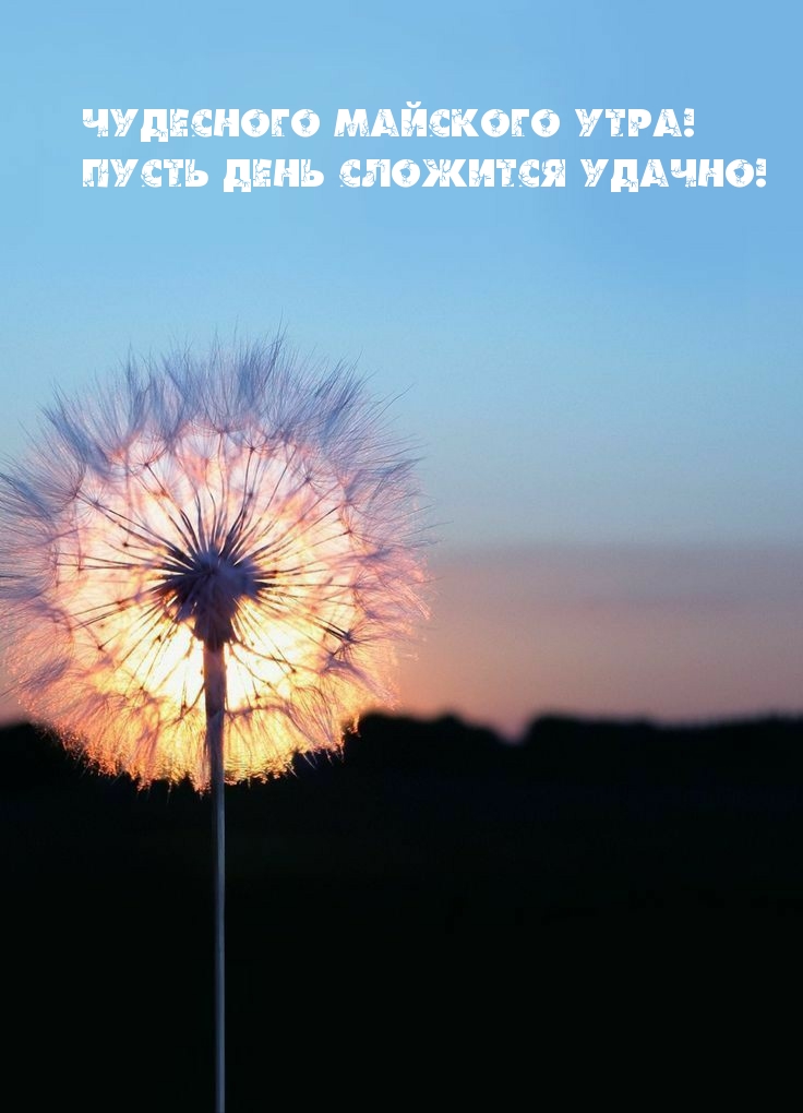 Чудесного майского утра! Пусть день сложится удачно!