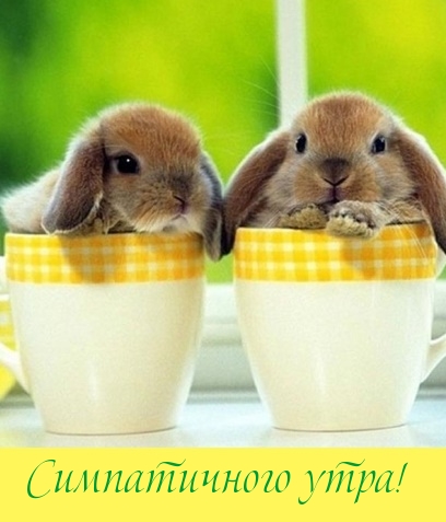 Симпатичного утра!