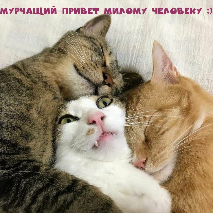 Мурчащий привет милому человеку :)