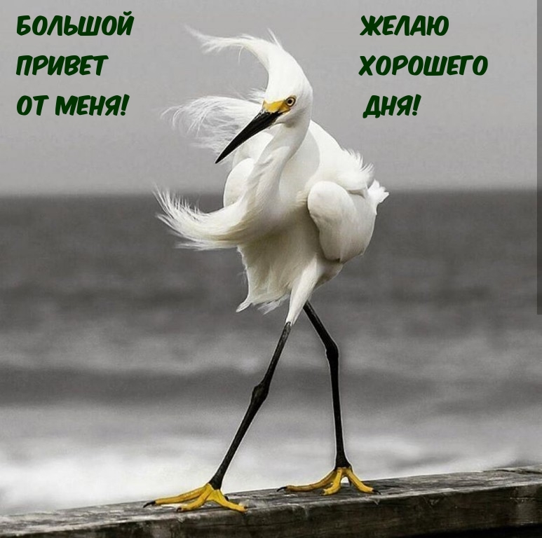 Большой привет от меня!