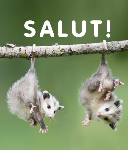 salut!