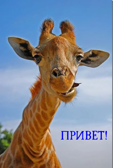 ПРИВЕТ!