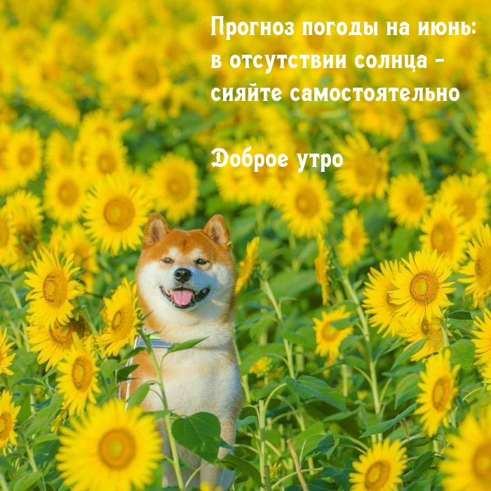 Июнь: в отсутствии солнца — сияйте самостоятельно