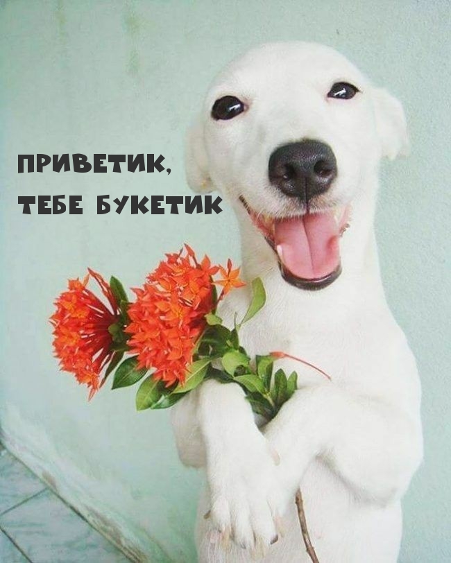 Приветик, Тебе букетик