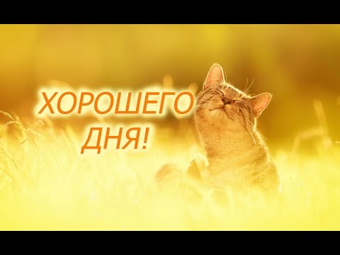 Хорошего дня! От котика