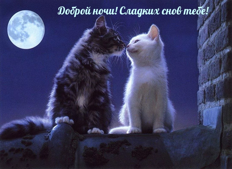 Доброй ночи! Сладких снов тебе!