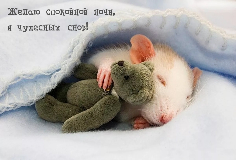 Желаю спокойной ночи, и чудесных снов!