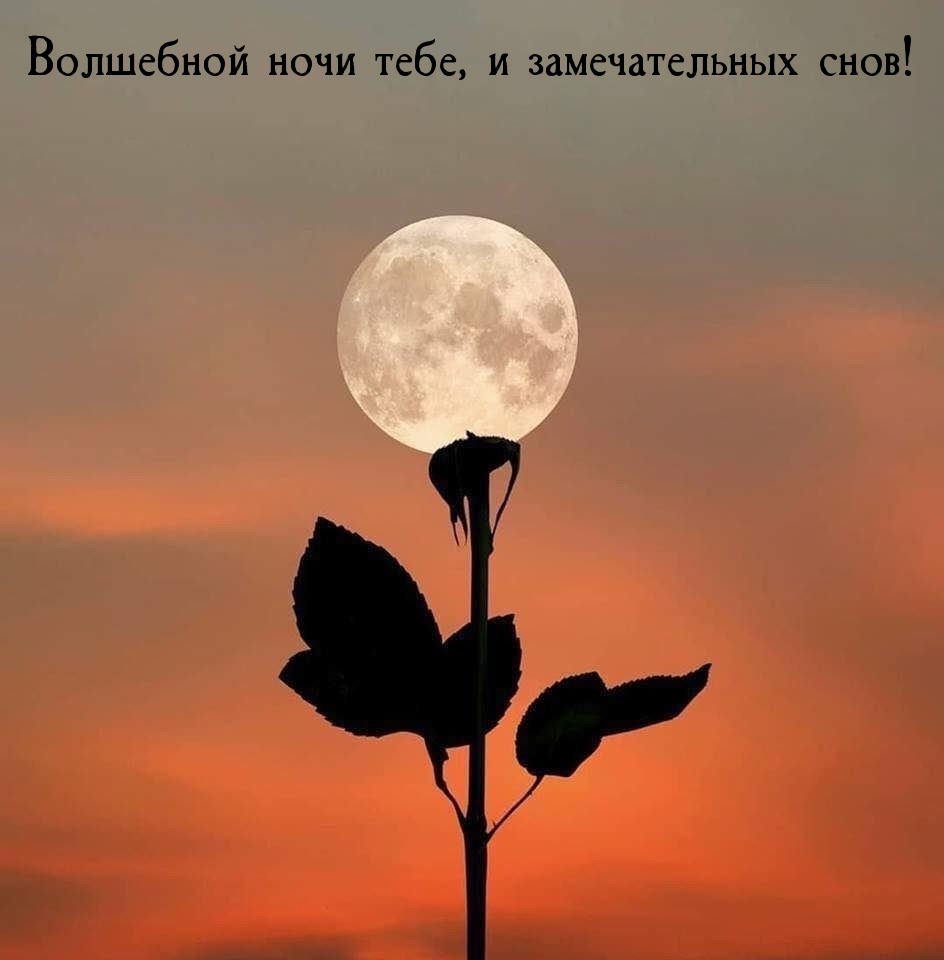 Волшебной ночи тебе, и замечательных снов!