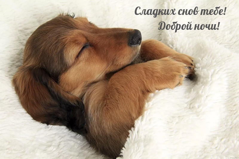 Сладких снов тебе! Доброй ночи!
