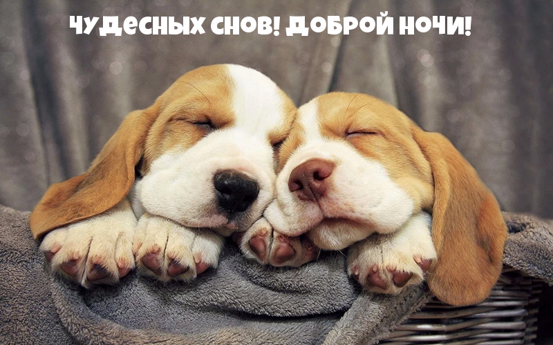 Чудесных снов! Доброй ночи!