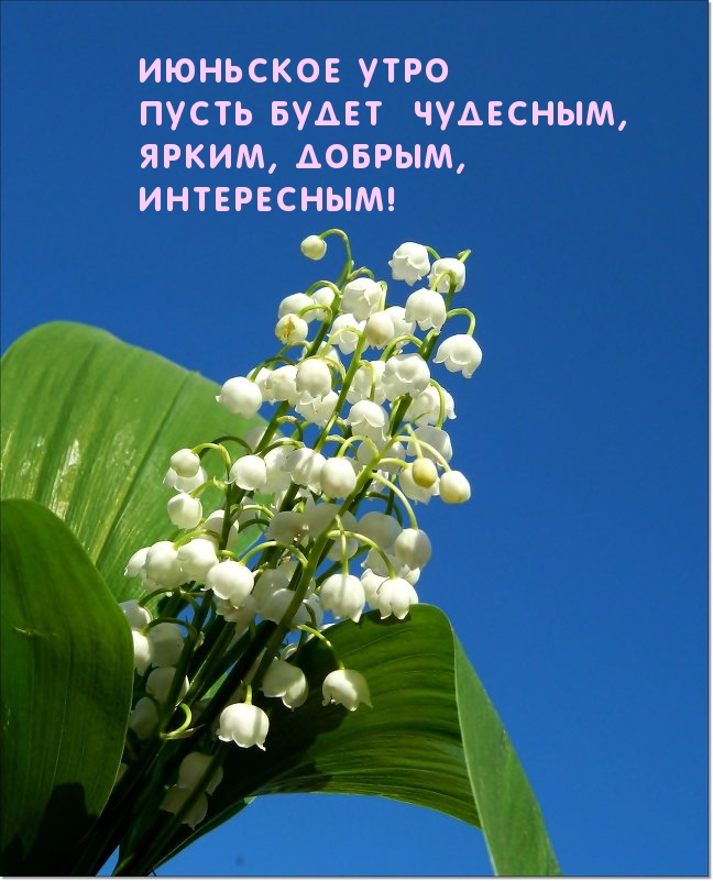 Июньское утро пусть будет чудесным!