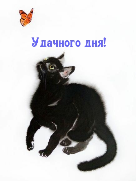 Удачного дня!