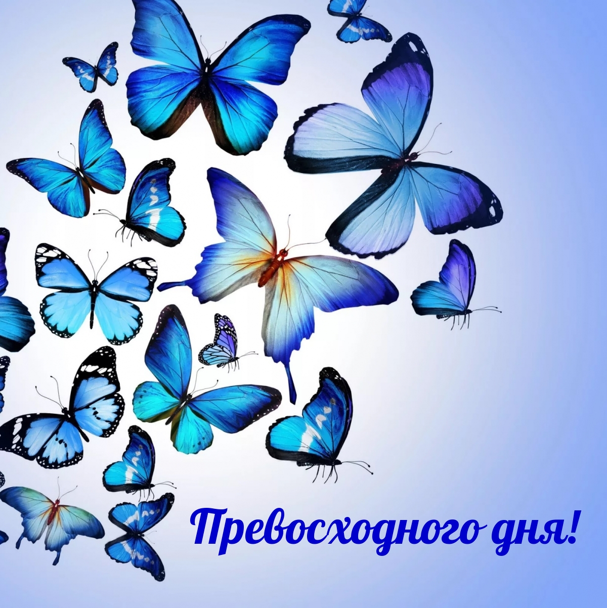 Превосходного дня!
