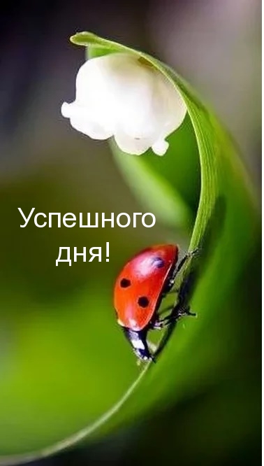 Успешного дня!