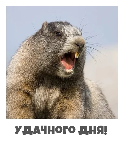 Удачного дня!