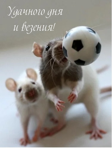 Удачного дня и везения!
