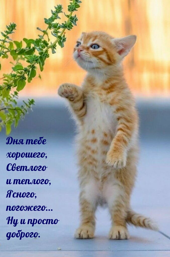 Погожего дня тебе! Ну и просто доброго
