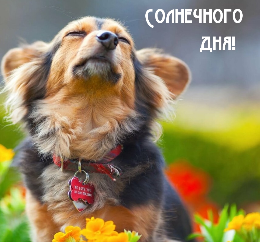 Солнечного дня!