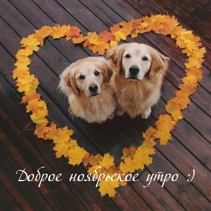Доброе ноябрьское утро :)