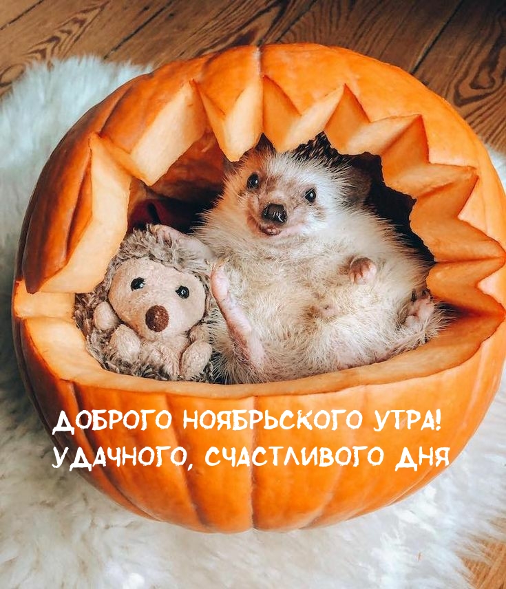 Доброго ноябрьского утра! Удачного, счастливого дня