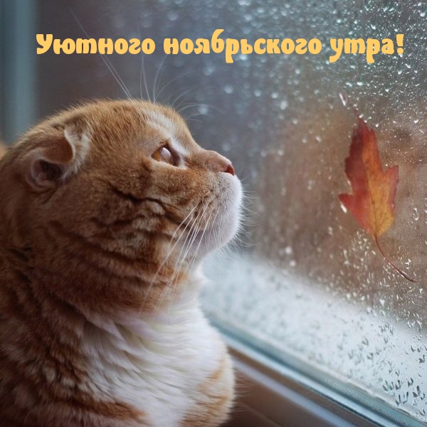 Картинка - Уютного ноябрьского утра!.