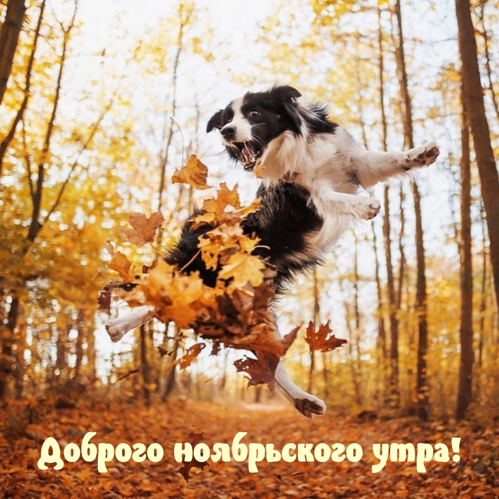 Доброго ноябрьского утра!