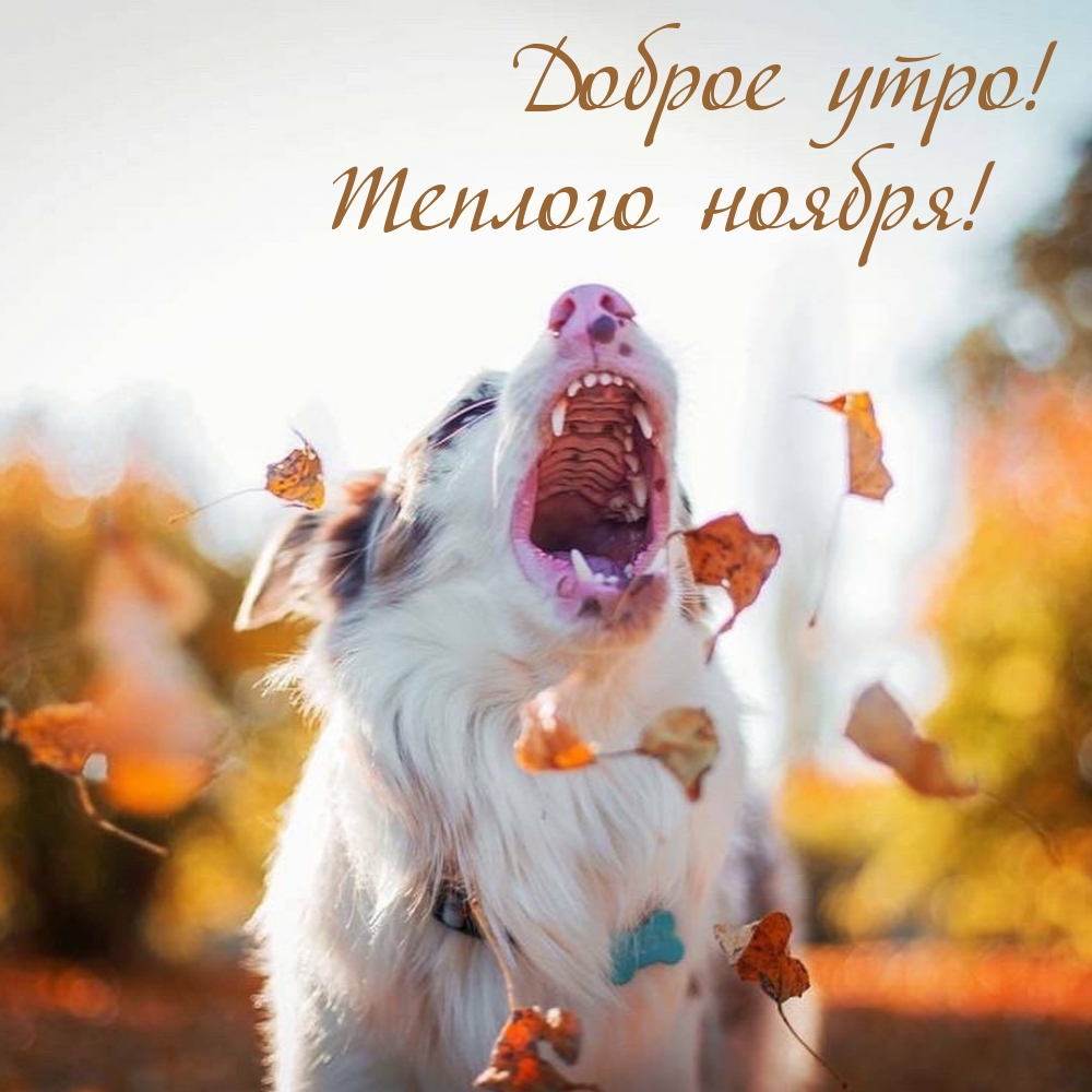 Доброе утро! Теплого ноября!