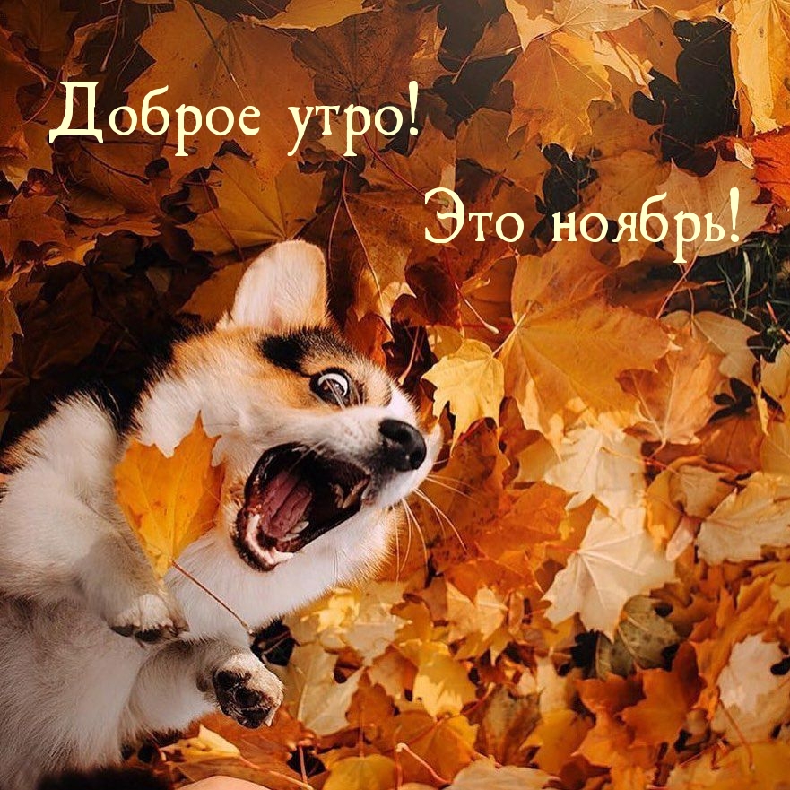 Доброе утро! Это ноябрь!